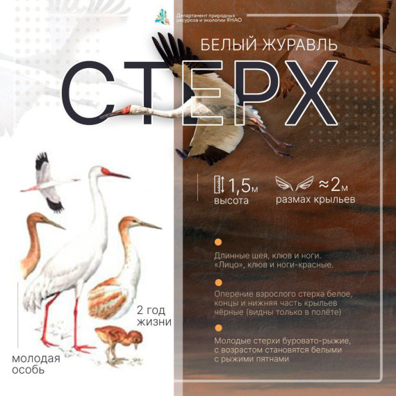 Учёт стерха и серого журавля.